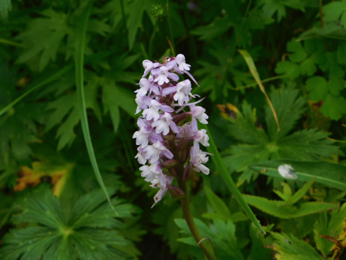 f:id:vivid_783:20170916210811j:plain