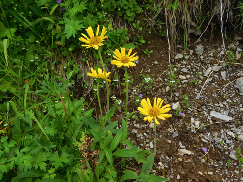 f:id:vivid_783:20170916210821j:plain