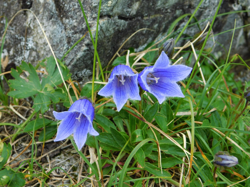 f:id:vivid_783:20170916212309j:plain