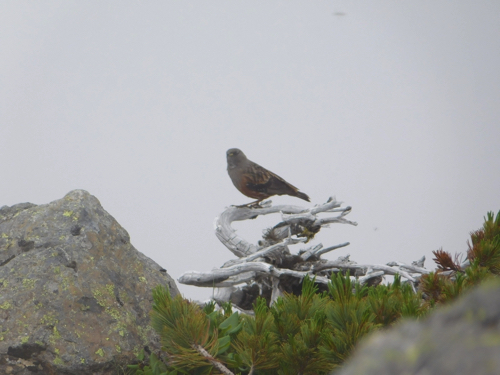 f:id:vivid_783:20170916213915j:plain