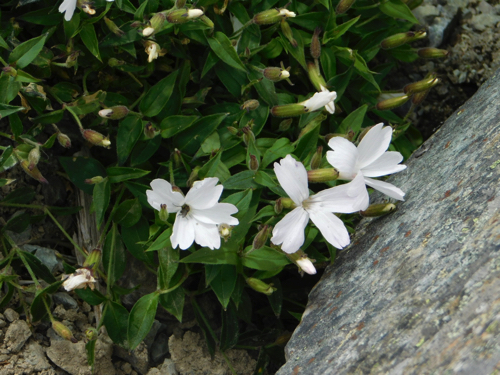 f:id:vivid_783:20170916220438j:plain