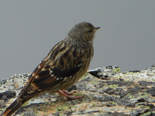 f:id:vivid_783:20170916220805j:plain