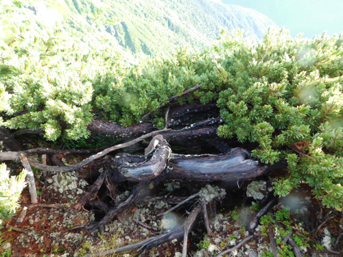 f:id:vivid_783:20170917211901j:plain