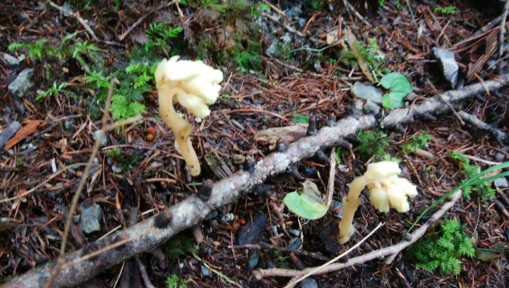 f:id:vivid_783:20170917221510j:plain