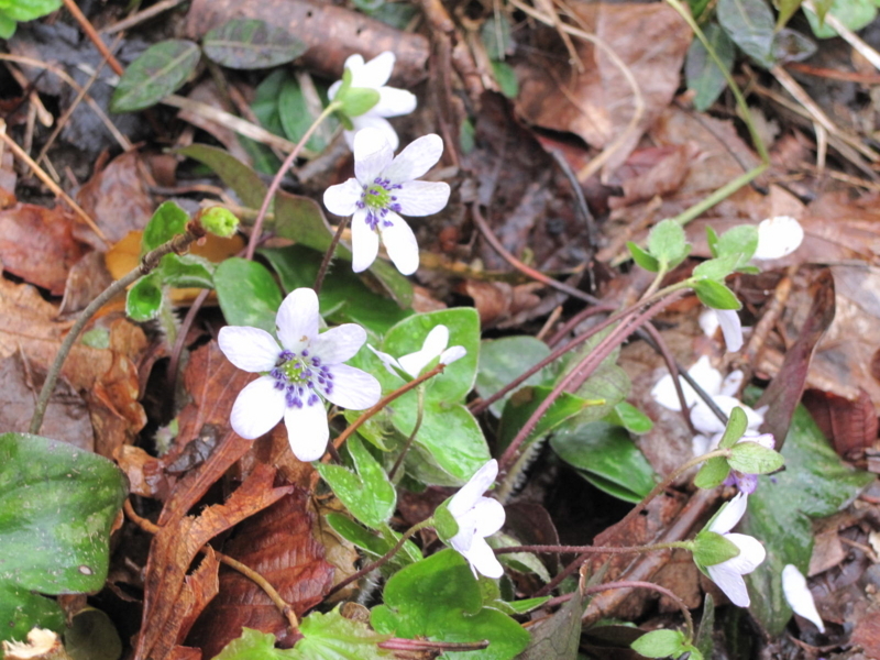 f:id:vivid_783:20180409214403j:plain