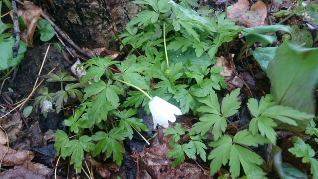 f:id:vivid_783:20180411062139j:plain