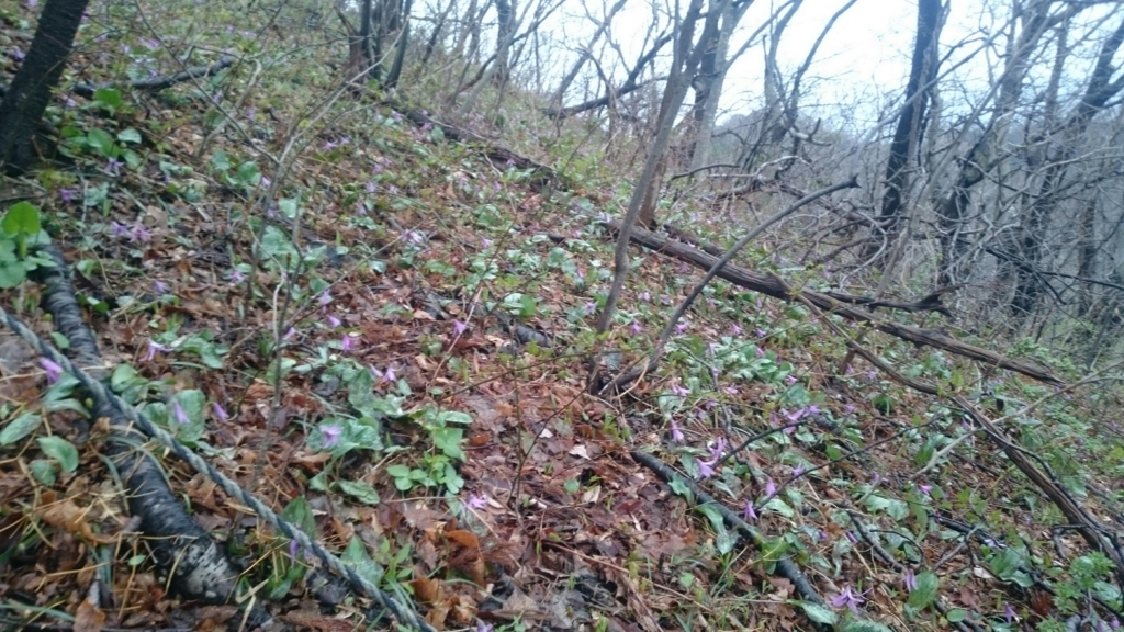 f:id:vivid_783:20180411062320j:plain