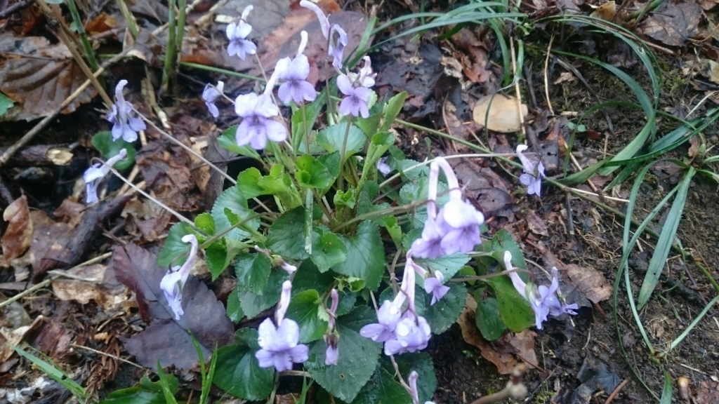 f:id:vivid_783:20180411062419j:plain