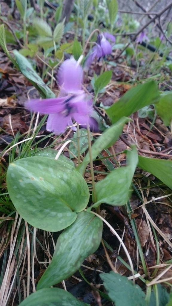 f:id:vivid_783:20180411062436j:plain