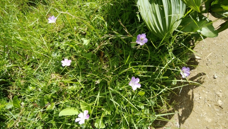 f:id:vivid_783:20180722070933j:plain f:id:vivid_783:20180722070933j:plain