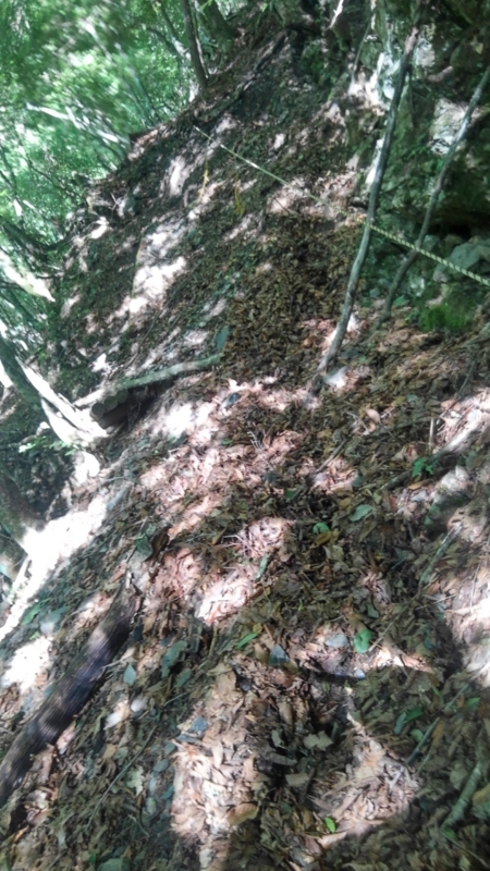 f:id:vivid_783:20180722071030j:plain f:id:vivid_783:20180722071030j:plain