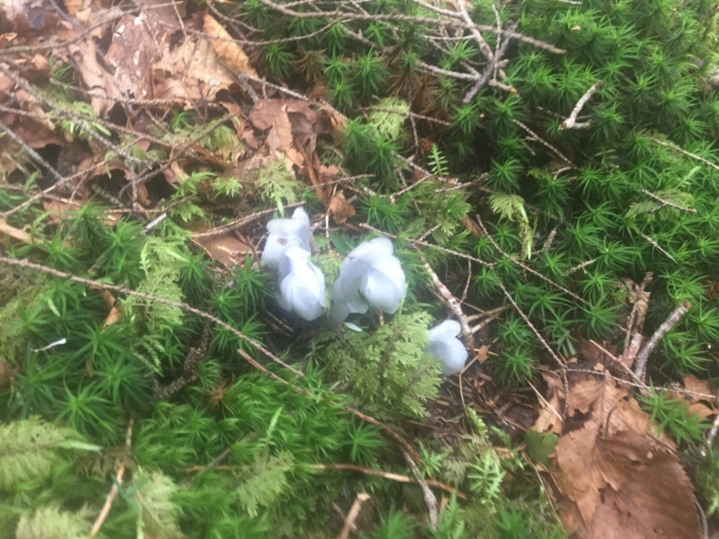 f:id:vivid_783:20180722071057j:plain f:id:vivid_783:20180722071057j:plain