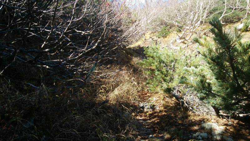 f:id:vivid_783:20181027182320j:plain f:id:vivid_783:20181027182320j:plain