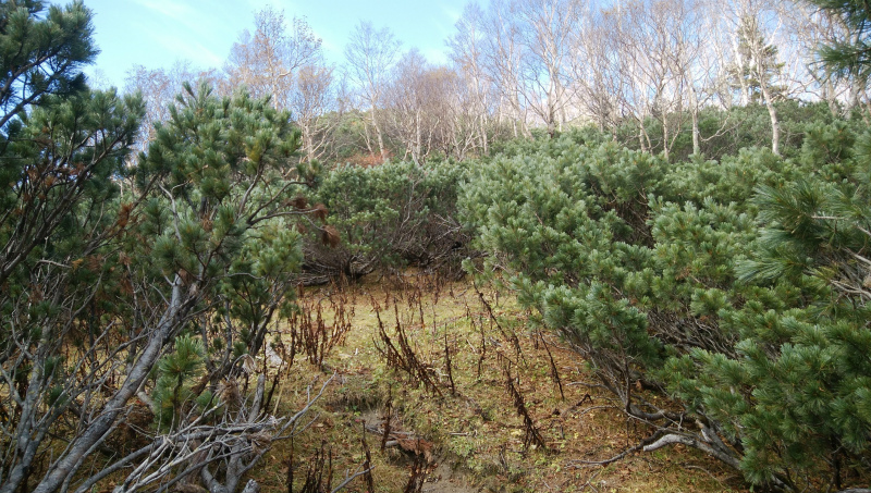 f:id:vivid_783:20181027182339j:plain f:id:vivid_783:20181027182339j:plain