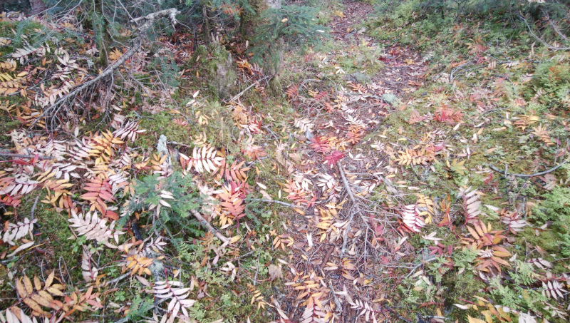 f:id:vivid_783:20181027182347j:plain f:id:vivid_783:20181027182347j:plain