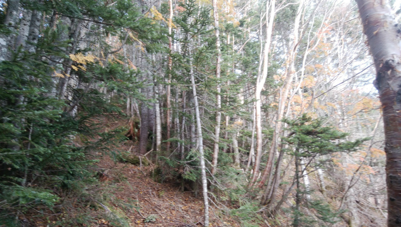 f:id:vivid_783:20181027182351j:plain f:id:vivid_783:20181027182351j:plain