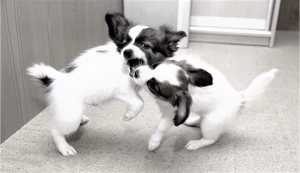 f:id:vivieng-me:20181212223414j:image f:id:vivieng-me:20181212223414j:image