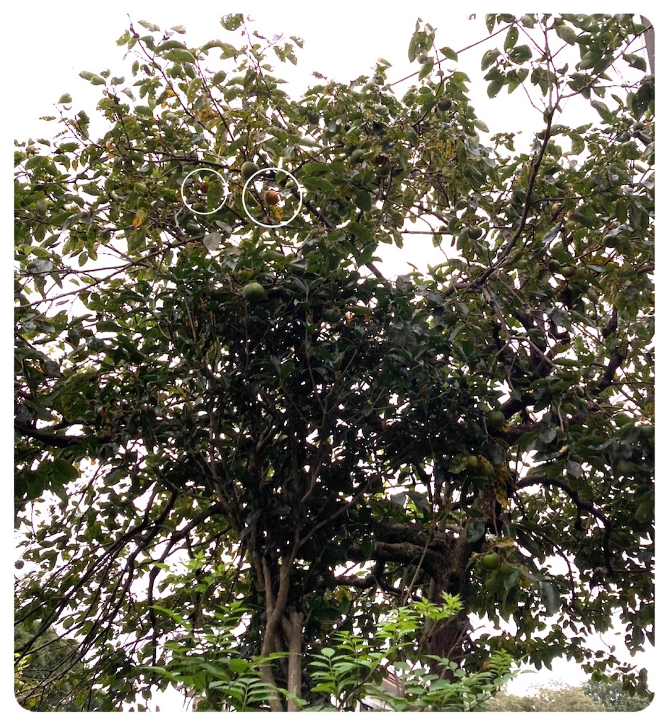 f:id:vivieng-me:20210917163722j:image f:id:vivieng-me:20210917163722j:image