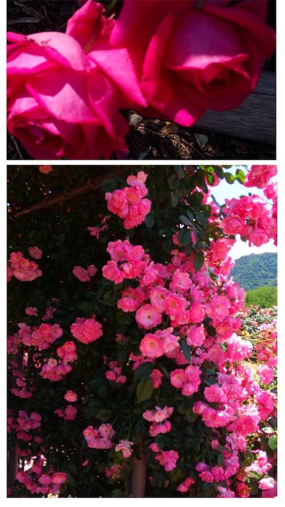 f:id:vivieng-me:20240605231003j:image