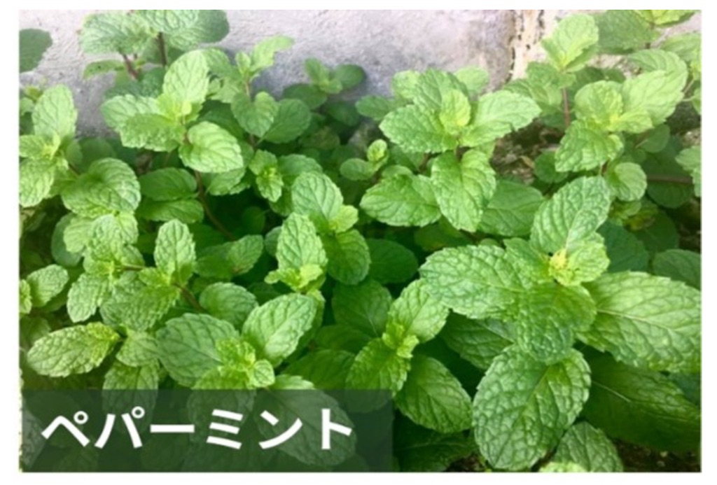 f:id:vivieng-me:20251126201651j:image f:id:vivieng-me:20251126201651j:image