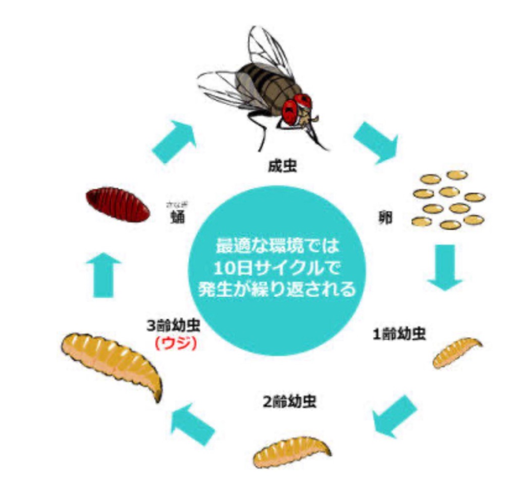 f:id:vivieng-me:20260613204815j:image f:id:vivieng-me:20260613204815j:image