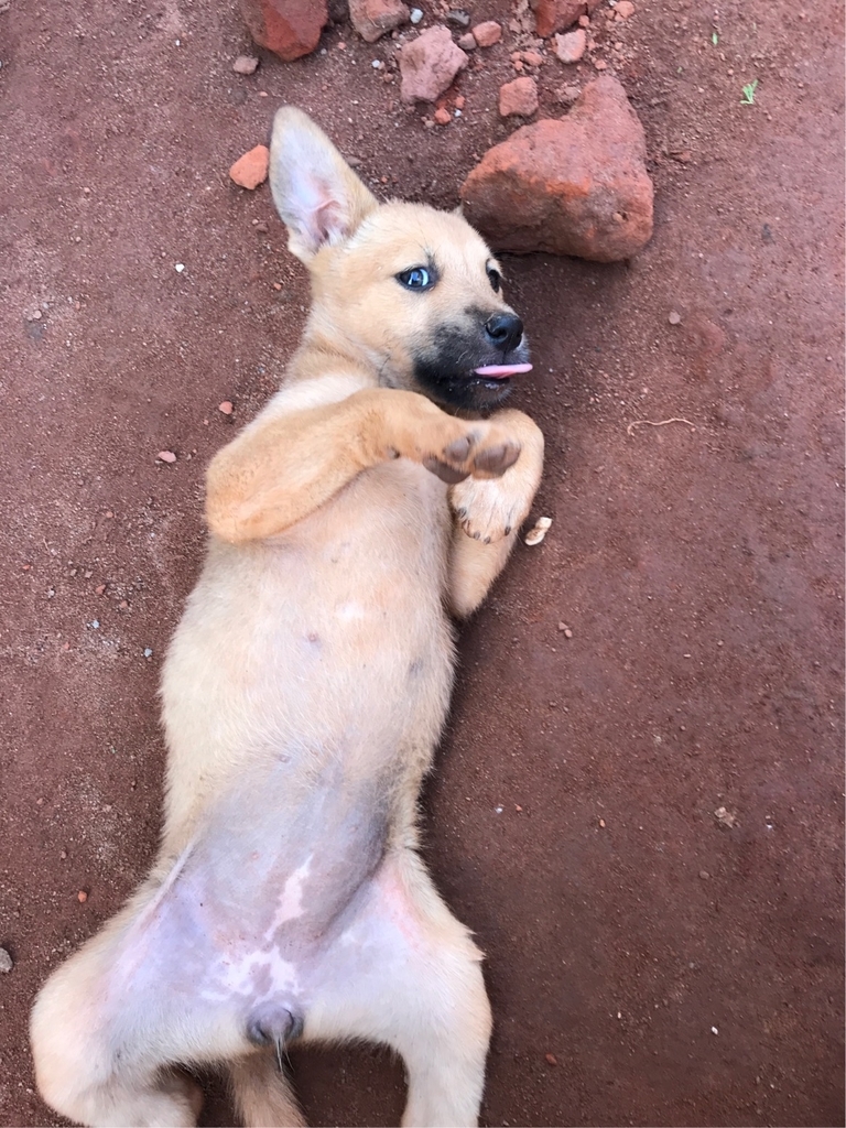 f:id:vivir-mi-vida-malawi:20181206220655j:plain f:id:vivir-mi-vida-malawi:20181206220655j:plain
