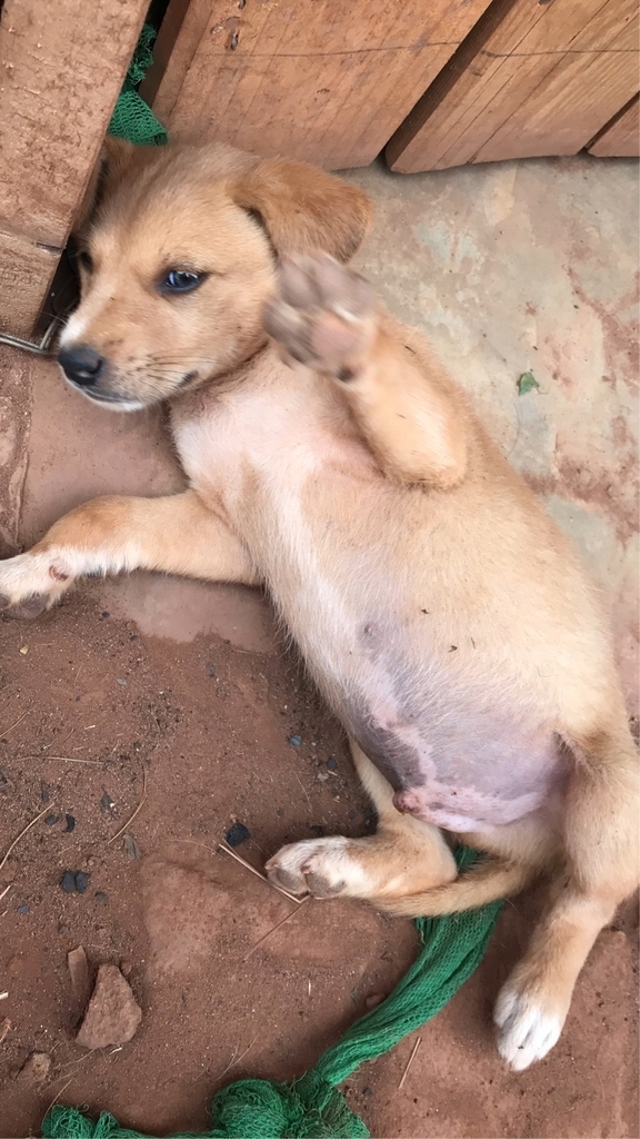 f:id:vivir-mi-vida-malawi:20181206220707j:plain f:id:vivir-mi-vida-malawi:20181206220707j:plain