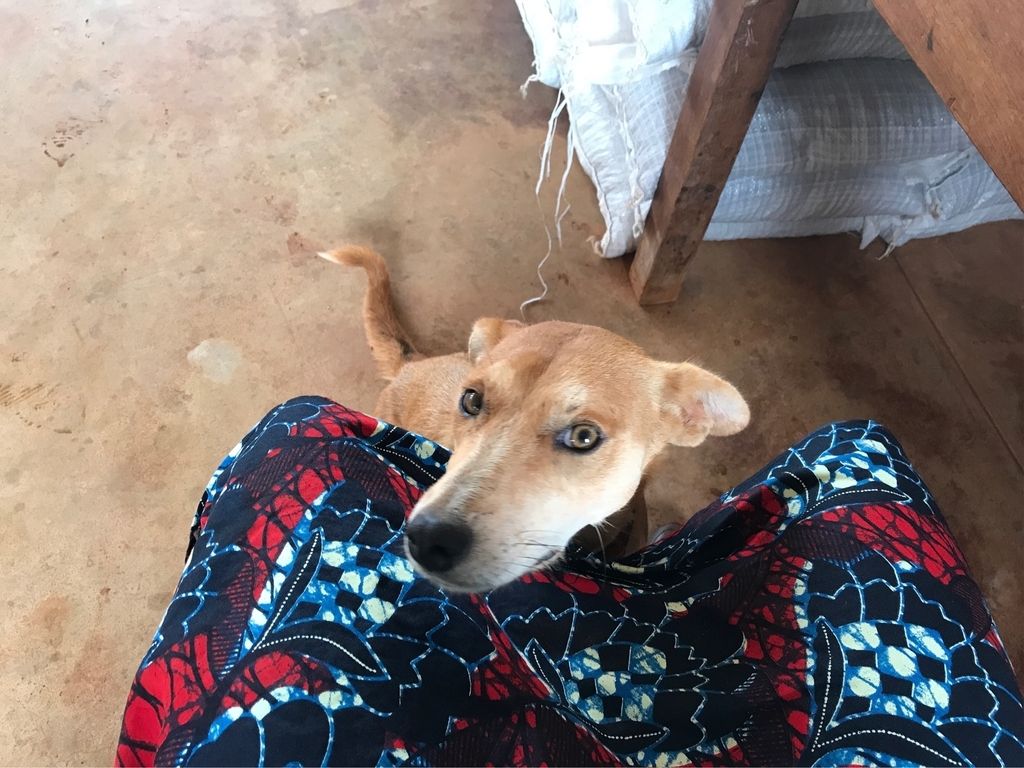 f:id:vivir-mi-vida-malawi:20181217030256j:plain
