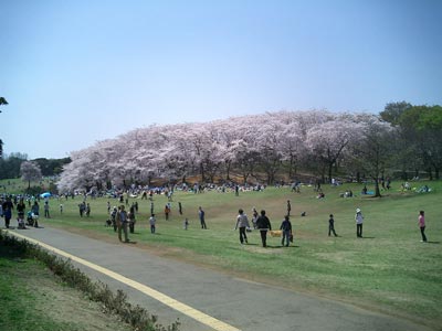 「根岸森林公園の桜-3」（2005/04/09 神奈川県横浜市中区）