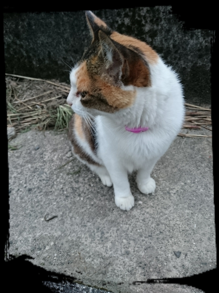 f:id:vnabe:20170802152306j:plain