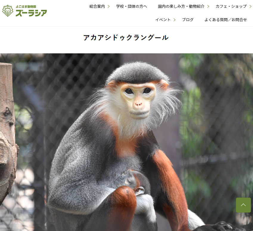 動物園珍しい, 日本で見られる珍しい動物 – WLNM