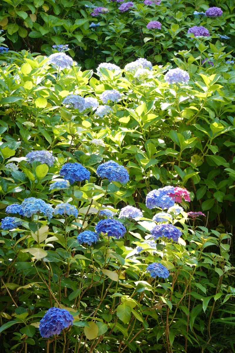 f:id:voir-en-rose:20210623200211j:plain