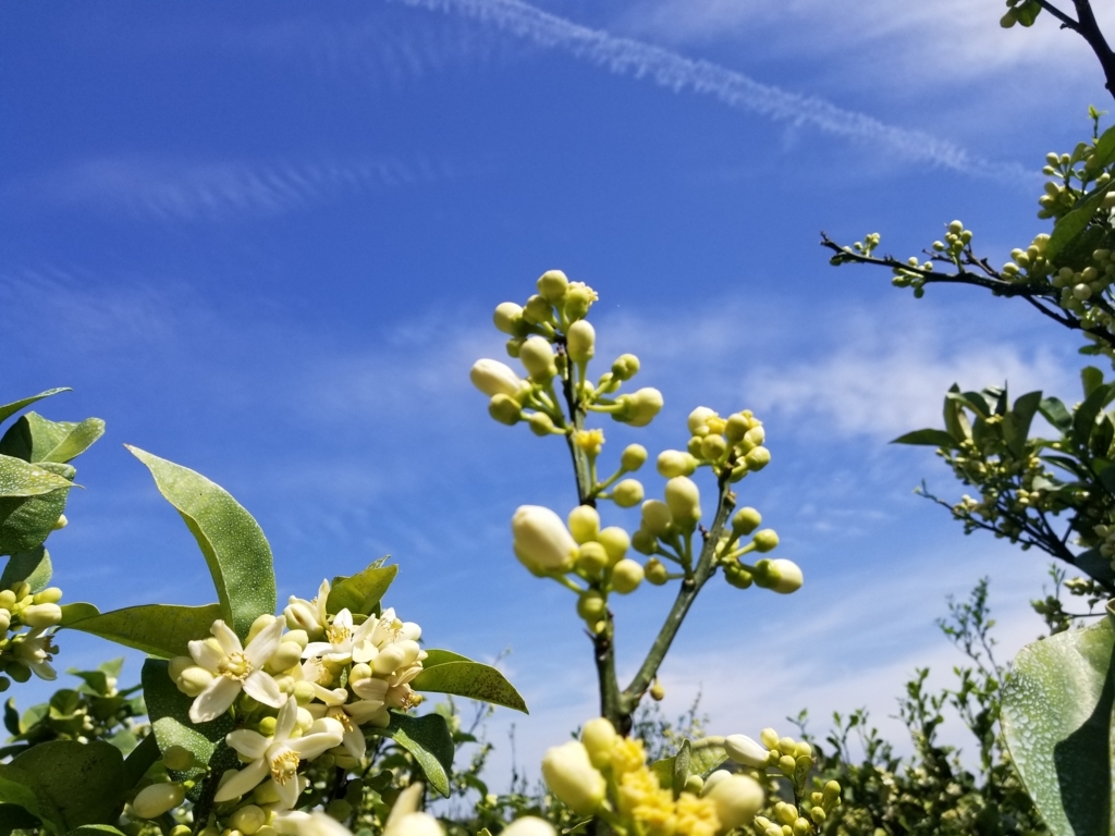 f:id:volubeit:20180514132756j:plain f:id:volubeit:20180514132756j:plain