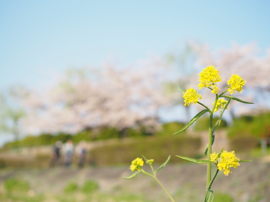 f:id:vr-u-kyoto:20170513223534j:plain