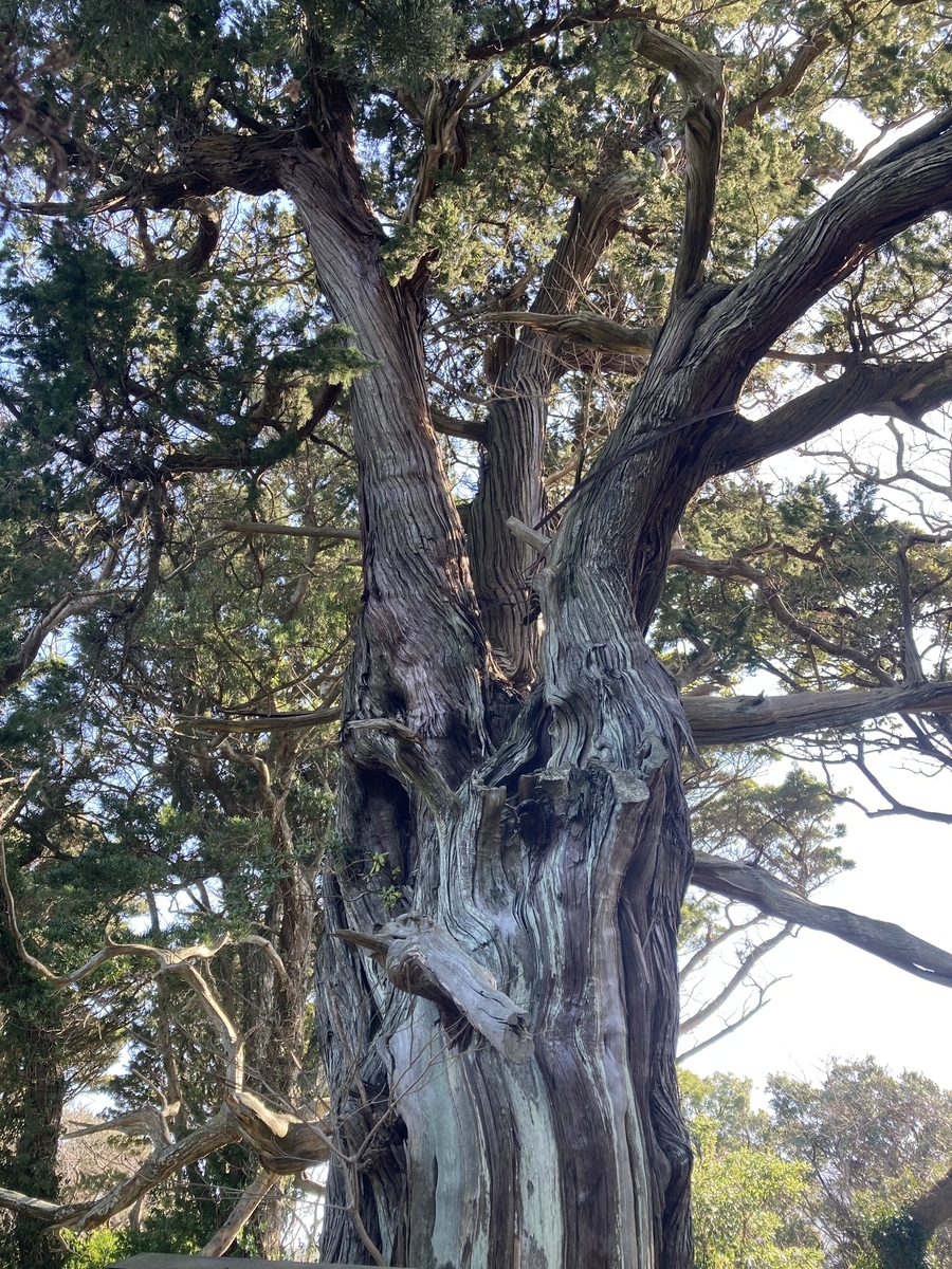 f:id:vrcycling:20210309014524j:plain