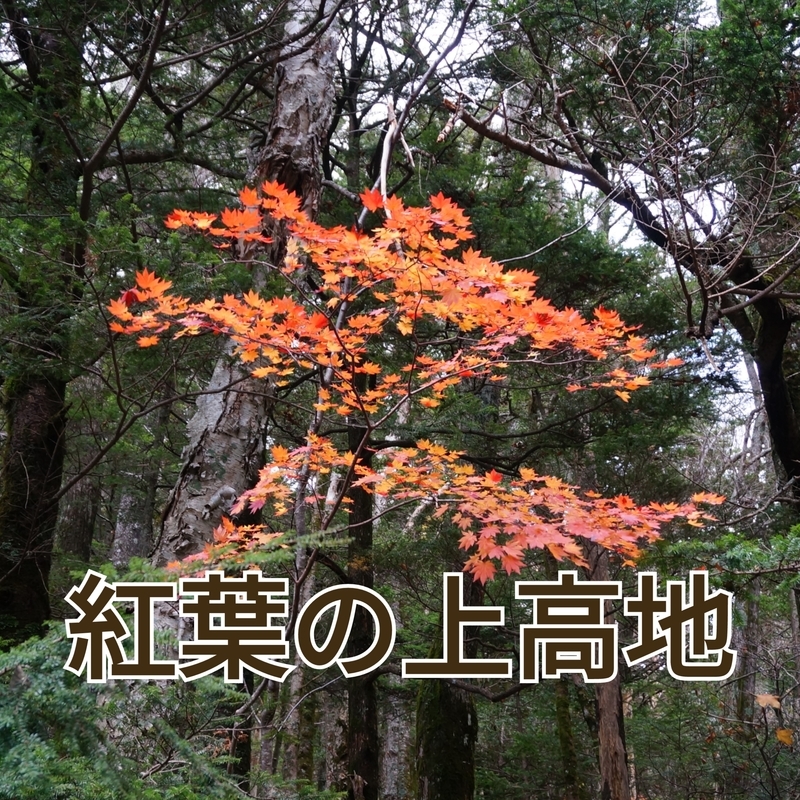 f:id:vsdgh06271014:20181127125533j:plain f:id:vsdgh06271014:20181127125533j:plain