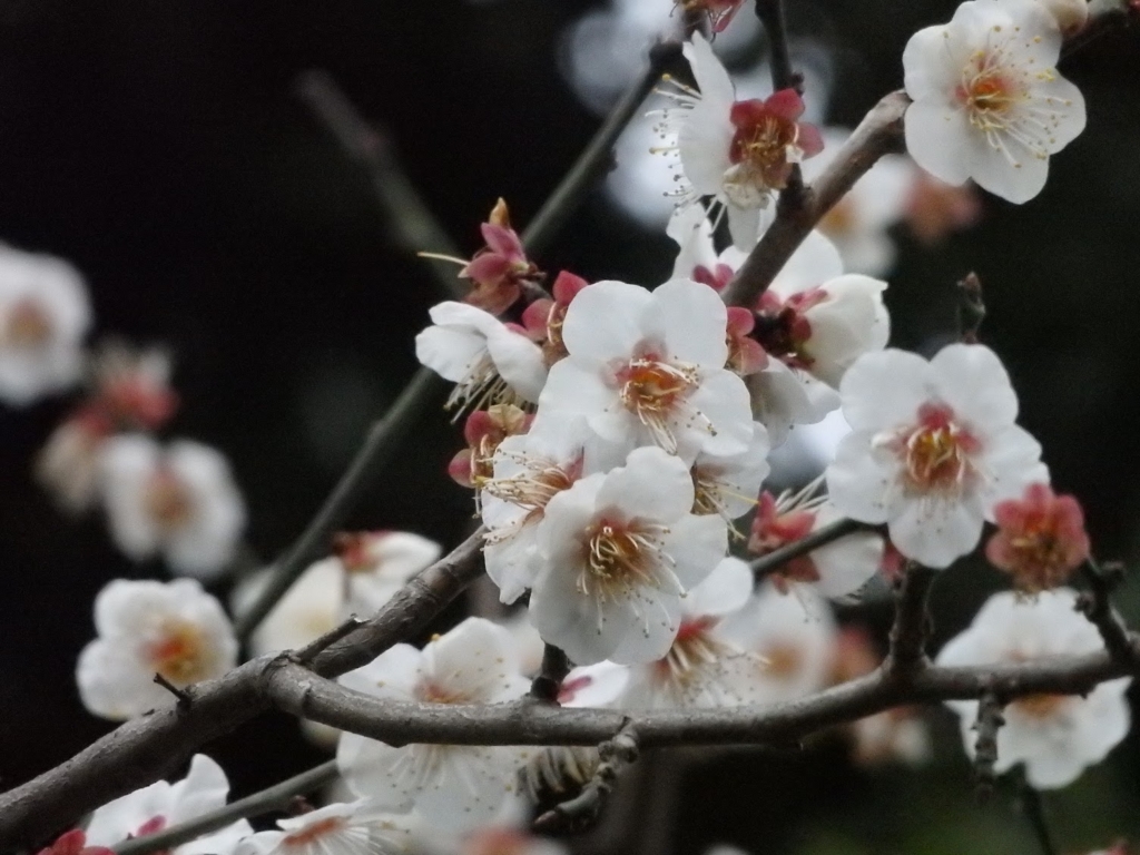 f:id:vt-maguna:20170227231316j:plain