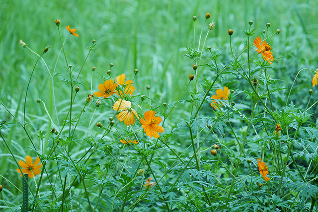 f:id:vt-maguna:20170825234215j:plain