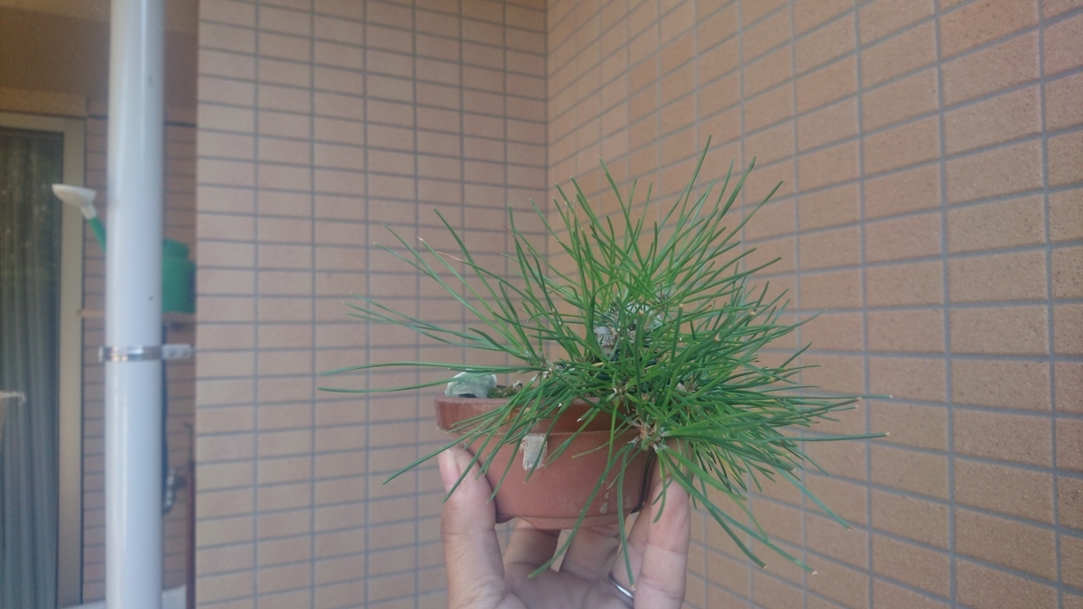 ミニ捻り黒松の手入れ 完成 という目標 憧れに向かって