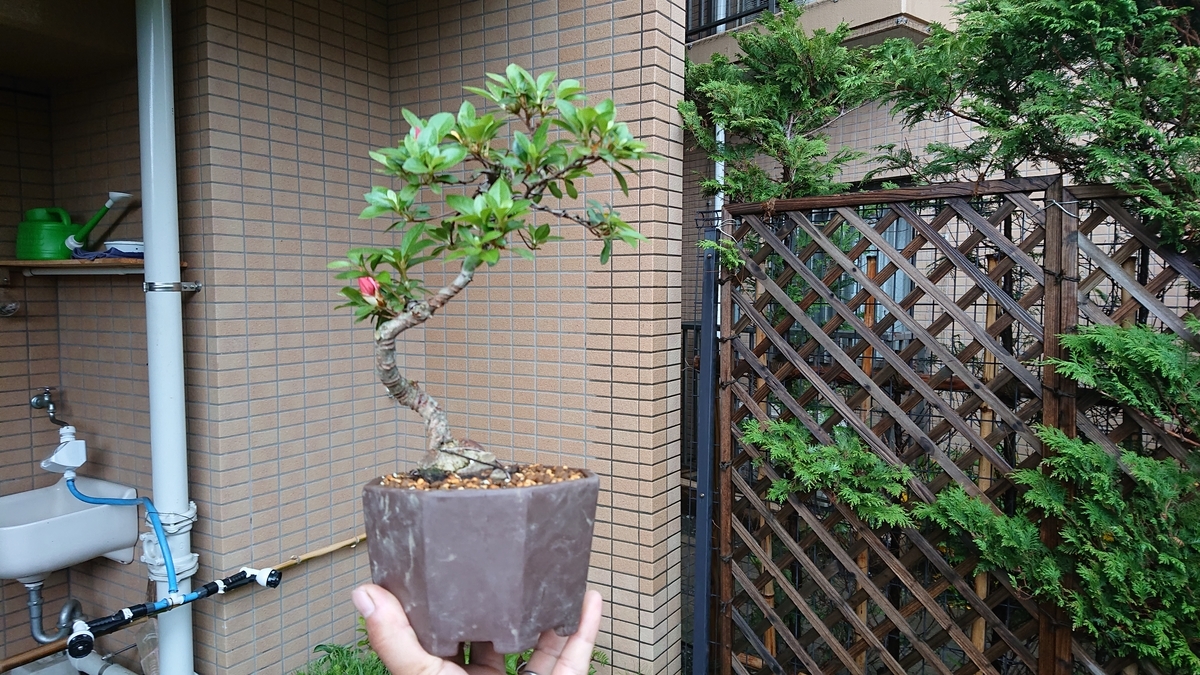 植え替えた皐月 順調 完成 という目標 憧れに向かって