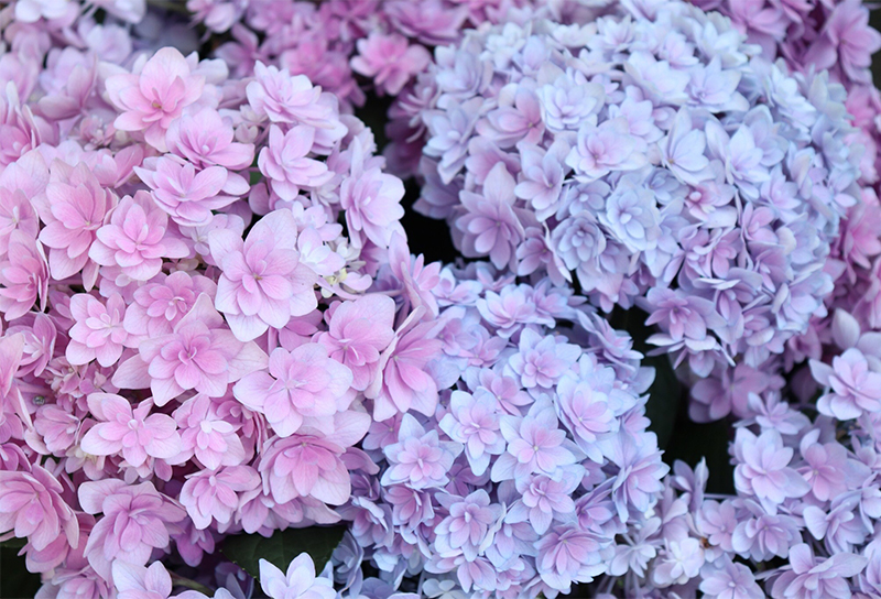 f:id:vtvjapan:20200604153749j:plain f:id:vtvjapan:20200604153749j:plain