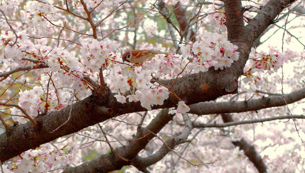 f:id:vvKuMivv:20170406103630j:plain