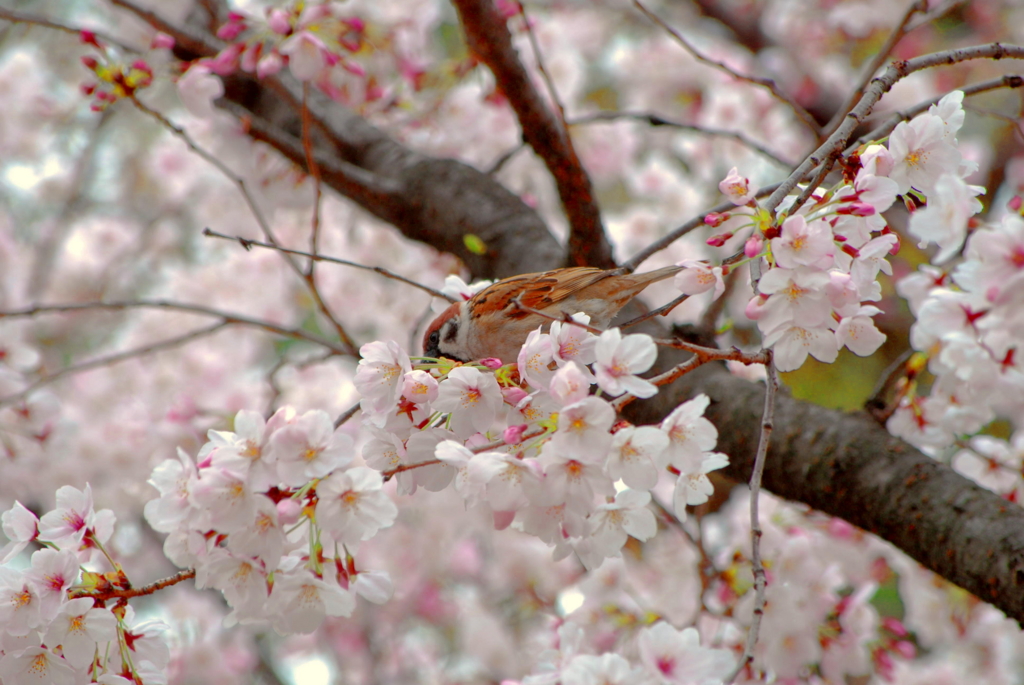 f:id:vvKuMivv:20170406103717j:plain f:id:vvKuMivv:20170406103717j:plain