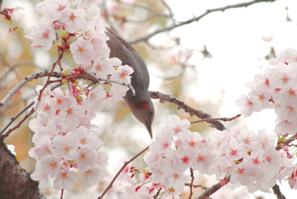 f:id:vvKuMivv:20170406103810j:plain