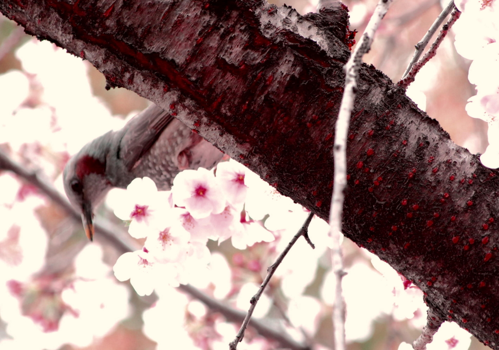 f:id:vvKuMivv:20170406103907j:plain f:id:vvKuMivv:20170406103907j:plain