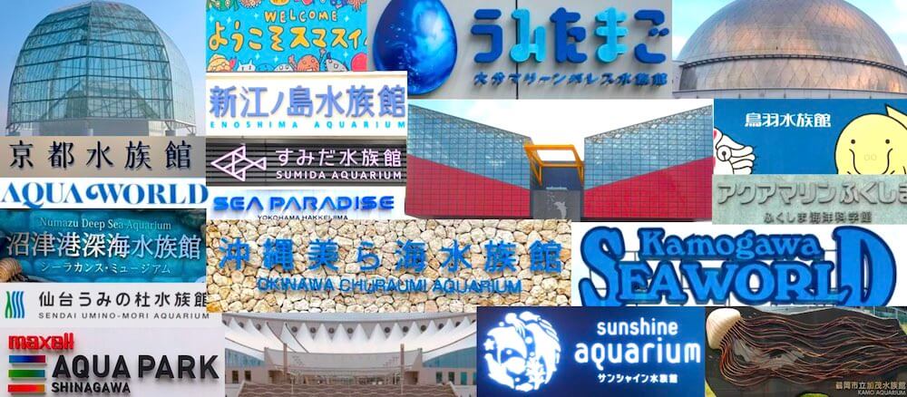 祝開店大放出セール開催中 水族館の人気者 下敷き1枚 ペンギン シャチ イルカ ラッコ マンボウ