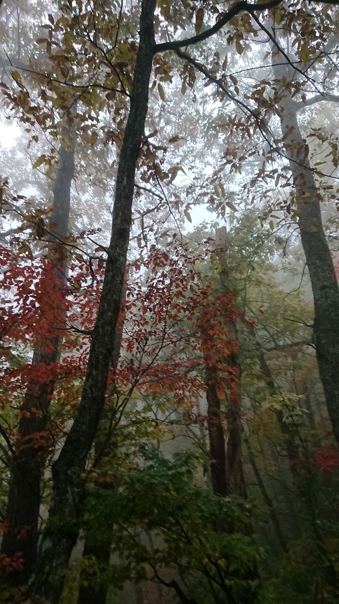 f:id:vvzuzuvv:20191118093152j:plain