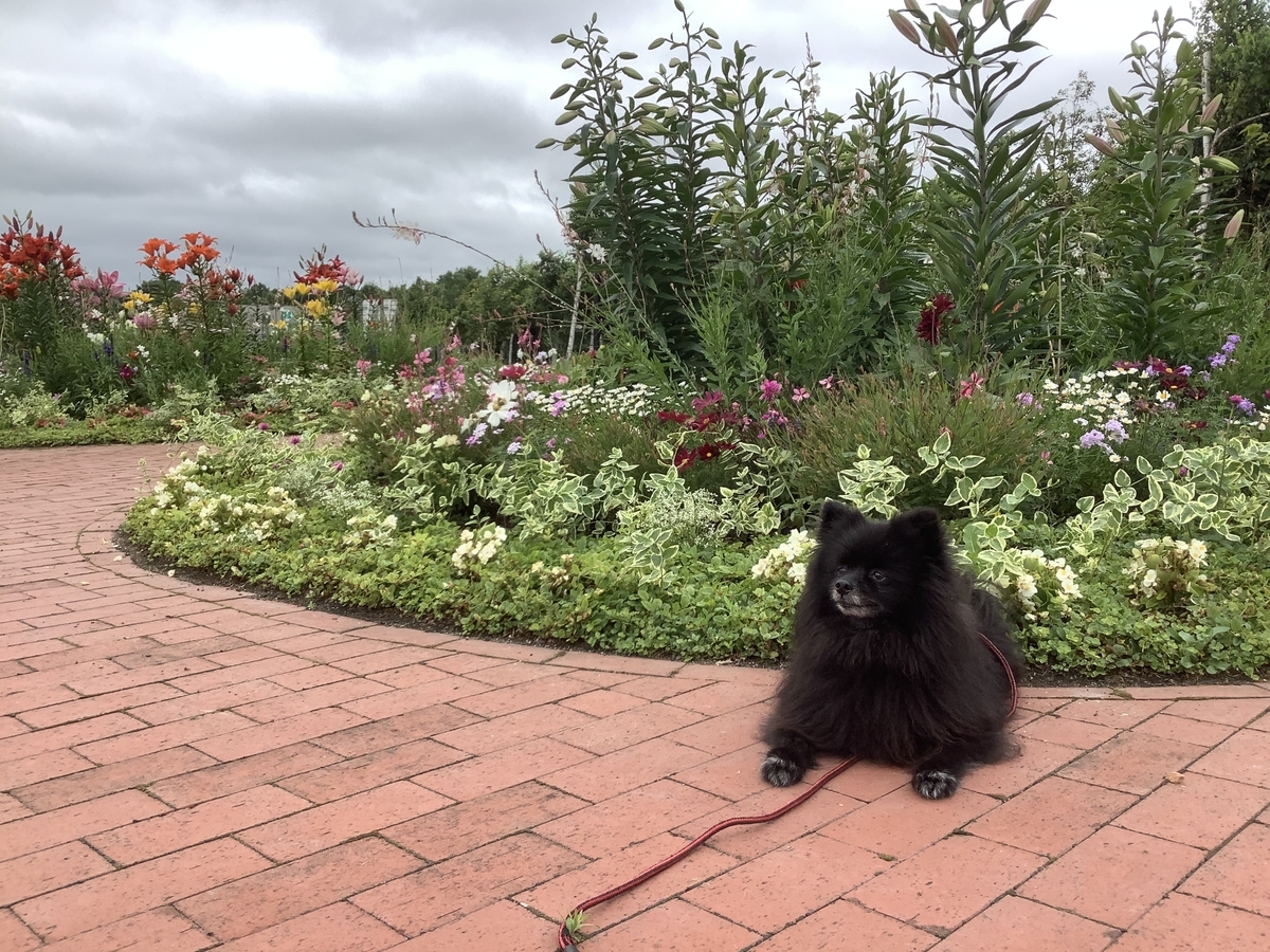 f:id:vwanko:20200802193448j:plain