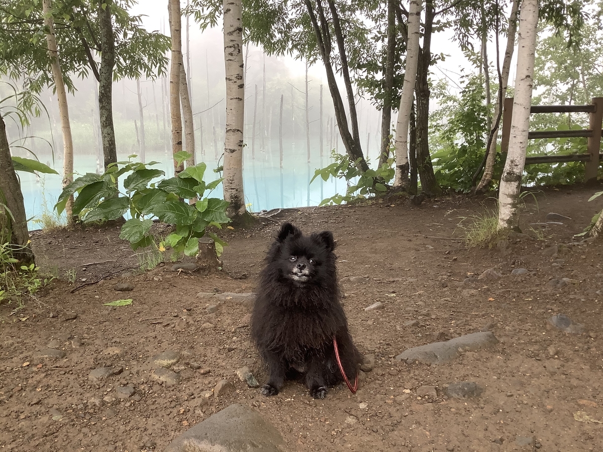 f:id:vwanko:20200803135553j:plain