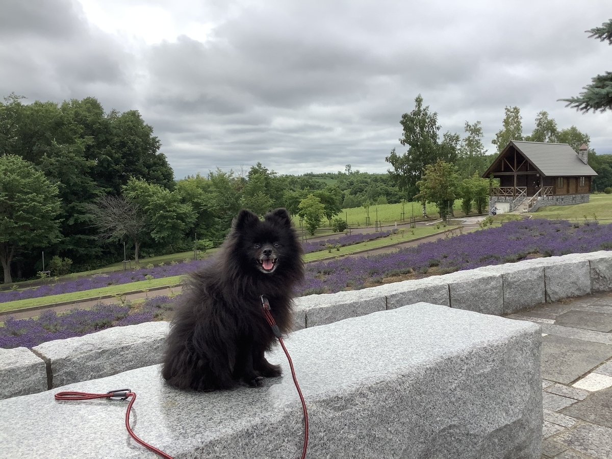 f:id:vwanko:20200803141328j:plain